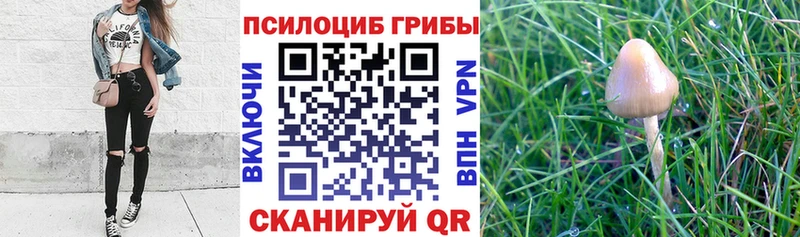 Псилоцибиновые грибы Psilocybe  Купить закладки  Зеленодольск 